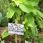 Sudar-garden-1