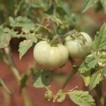 Ushassu-garden-1