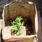 Ushassu-garden-4